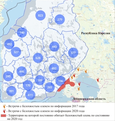 Белохвостый олень.jpg Белохвостый олень.jpg